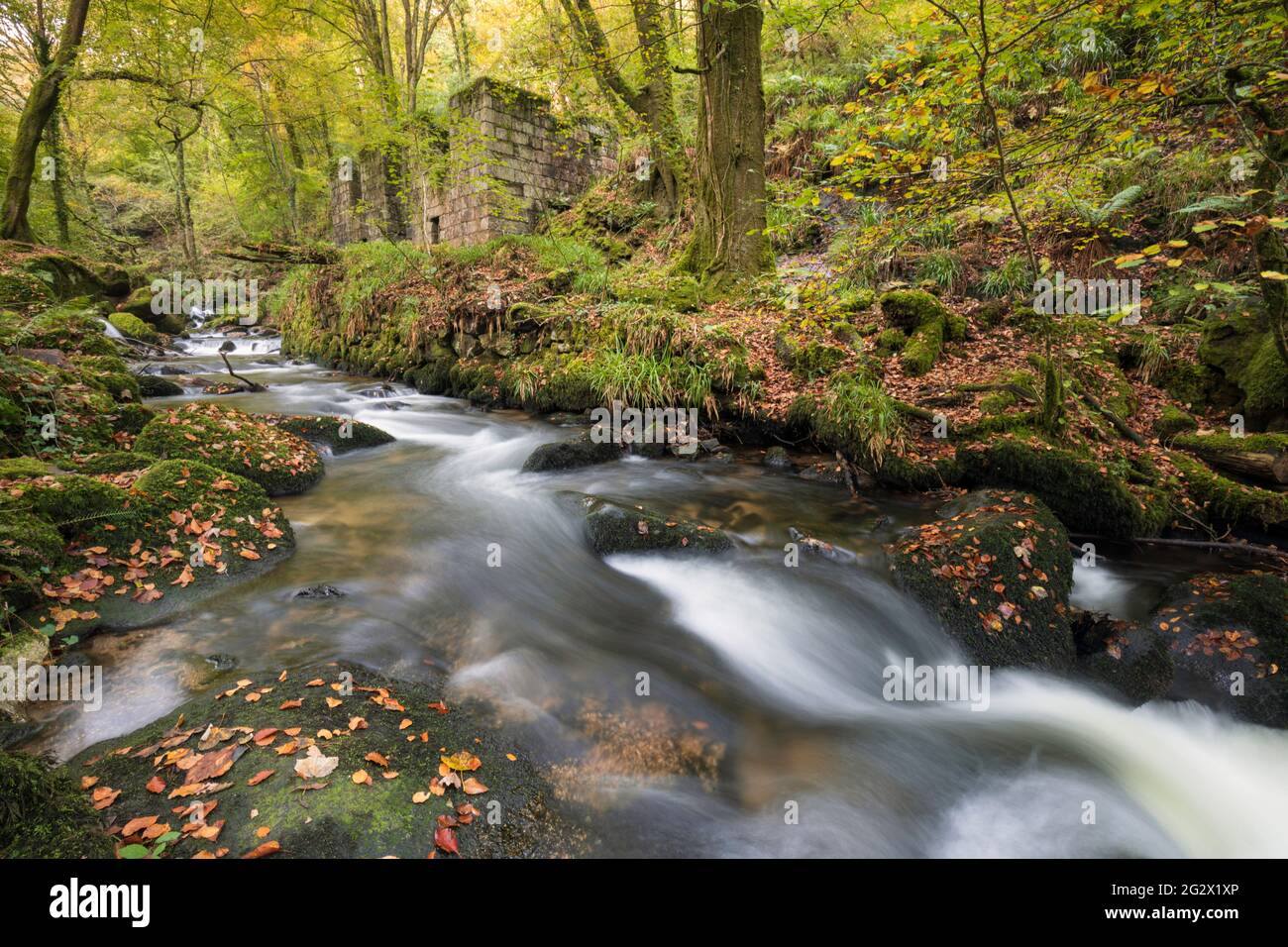 Autumn at Kennall Vale near Ponsanooth in Cornwall. Stock Photo