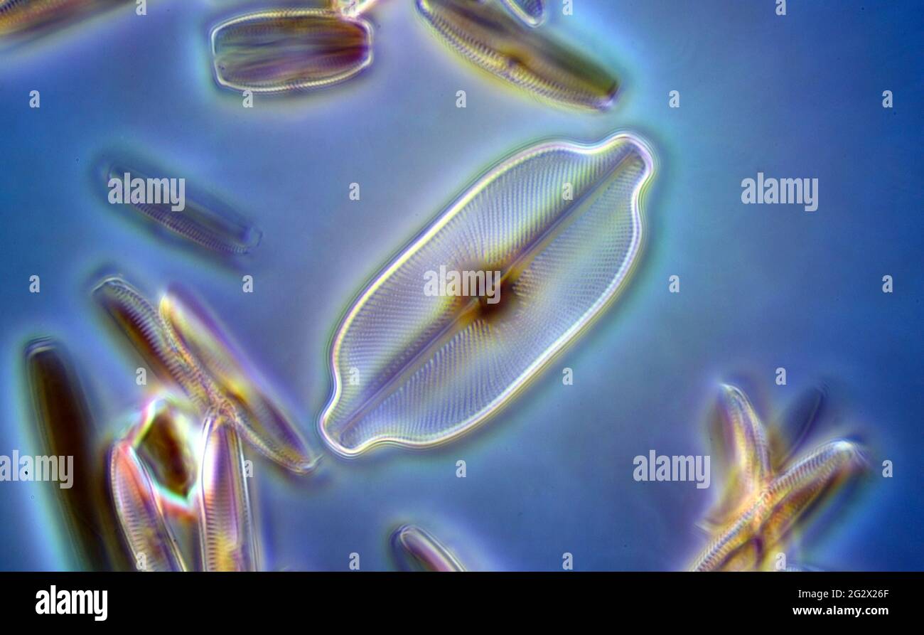 Marine Diatom High Resolution Stock Photography and Images - Alamy