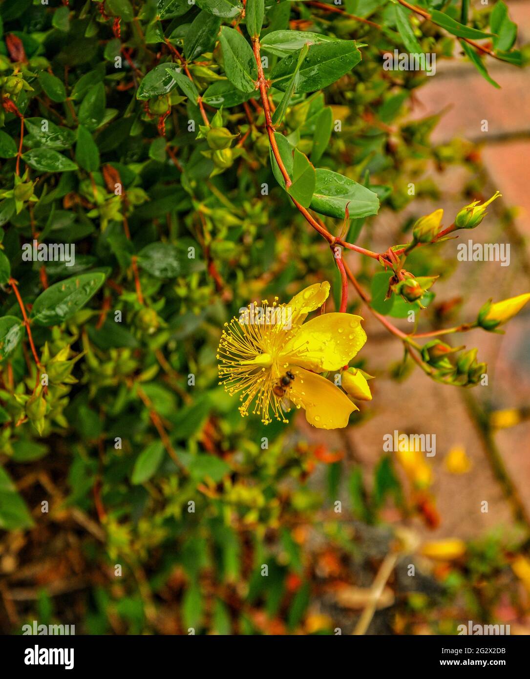 Medicinal plant St. John's wort Stock Photo Alamy