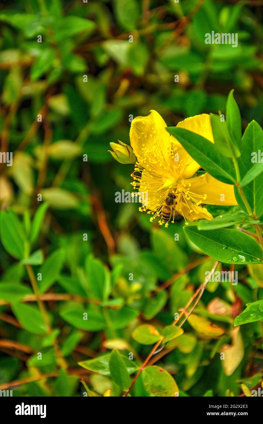 Medicinal plant St. John's wort Stock Photo Alamy