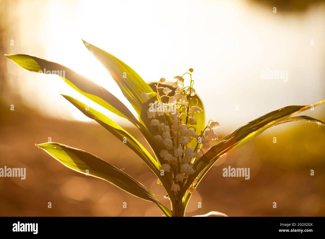 a bouquet of lilies of the valley in the sunlight Stock Photo - Alamy