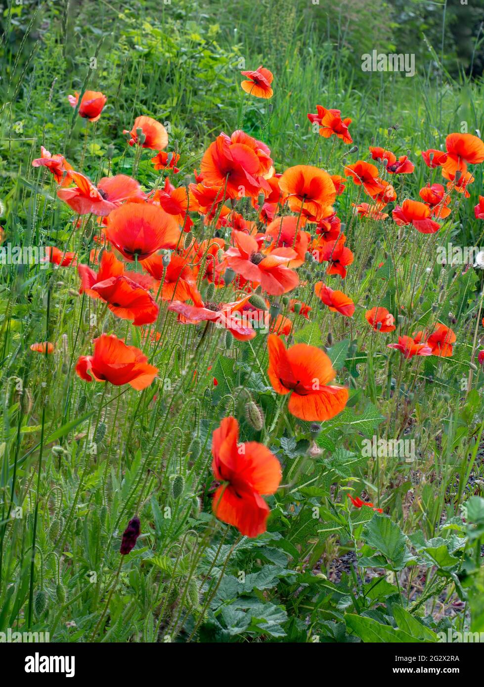 Field of red poppies flowers(Papaver rhoeas) close up. The plant is also known as corn rose, common, corn , field , Flanders or red poppy. Stock Photo