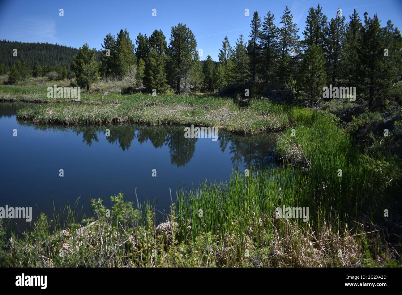 Forest lakes hires stock photography and images Alamy