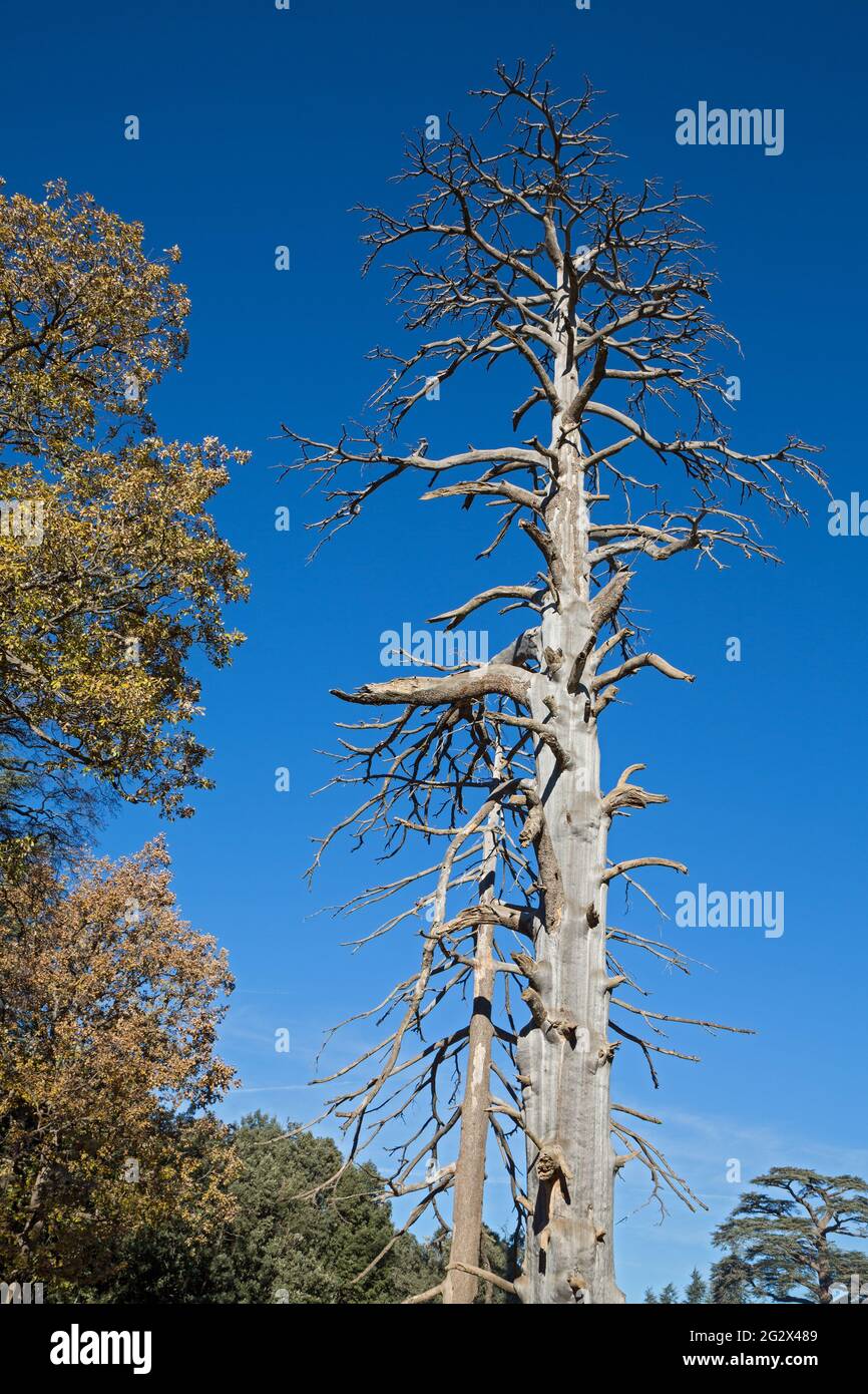 Dry cedar tree Stock Photo Alamy