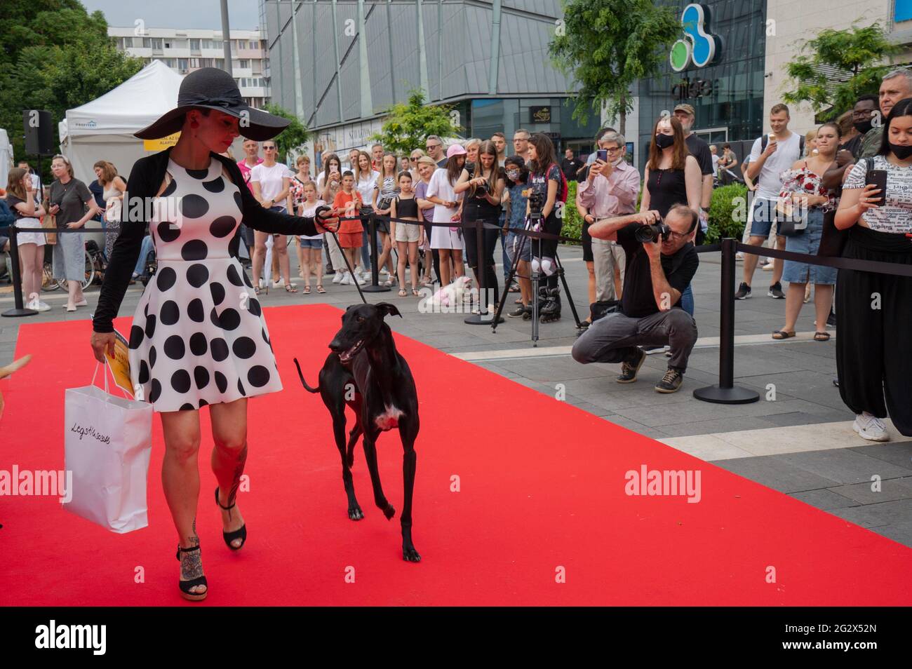 Budapest, Hungary. 12th June, 2021. A dog with its owner participates in the Dogs on the Red Carpet fashion show in Budapest, Hungary, June 12, 2021. Credit: Attila Volgyi/Xinhua/Alamy Live News Stock Photo