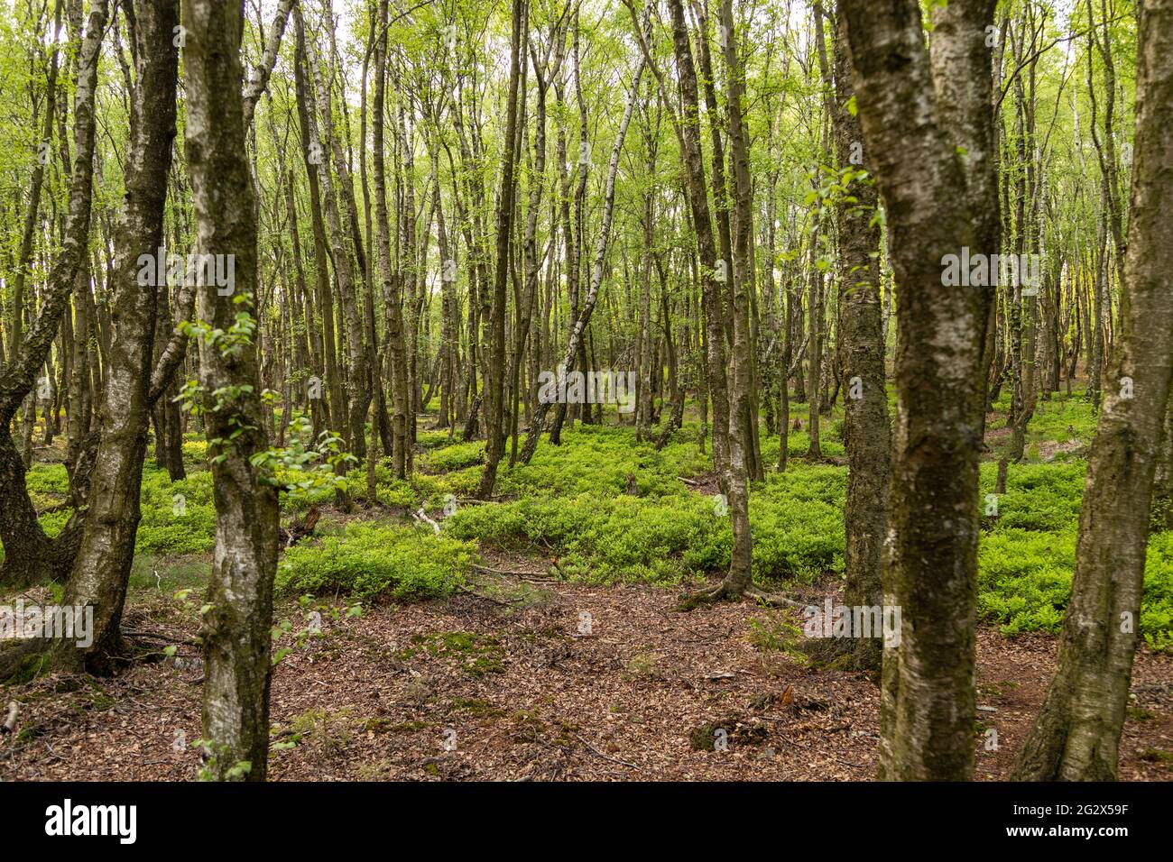 Mystic forest in the Todtenbruch Moor in the Raffelsbrand region in the Eifel region with birch and beech trees Stock Photo