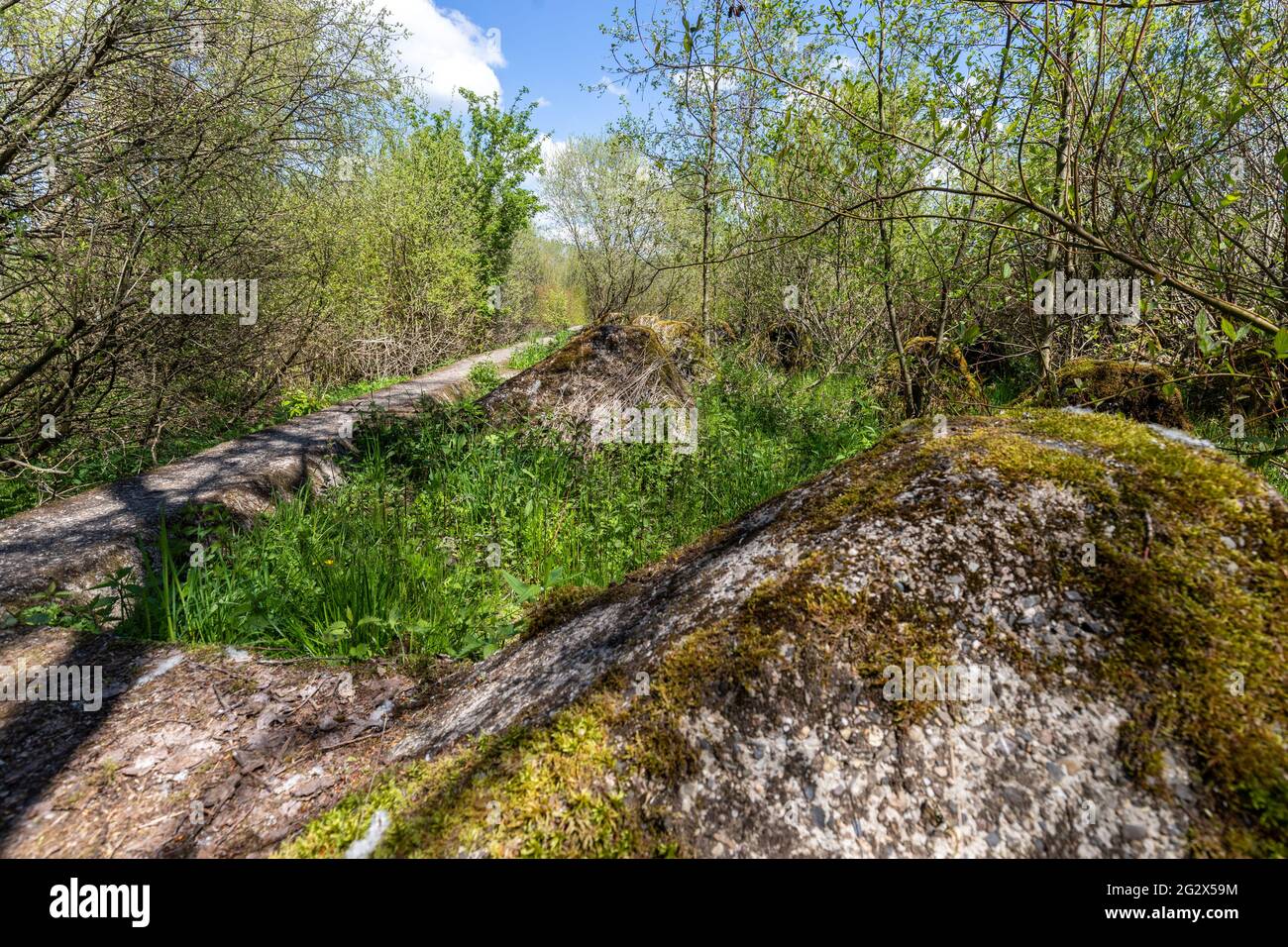 Nature reserve along the historic tank traps along the Westwall near the town of Simmerath in the Eifel region of Germany Stock Photo