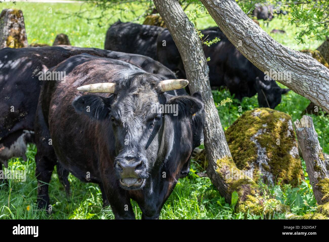 Black cattle grazing between the concrete humps at the Westwall nearby Simmerath in the Eifel region Stock Photo