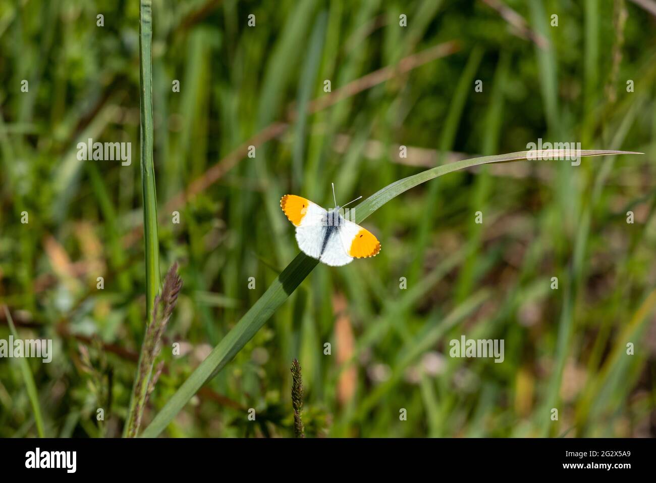Orange tip butterfly sitting on a blade of grass along a hiking trail near Simmerath in the Eifel region Stock Photo