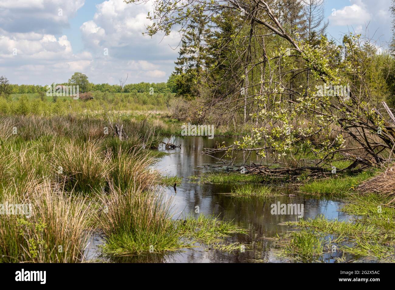 Swamp landscape with watercourse in the Eifel region near the city Simmerath Stock Photo