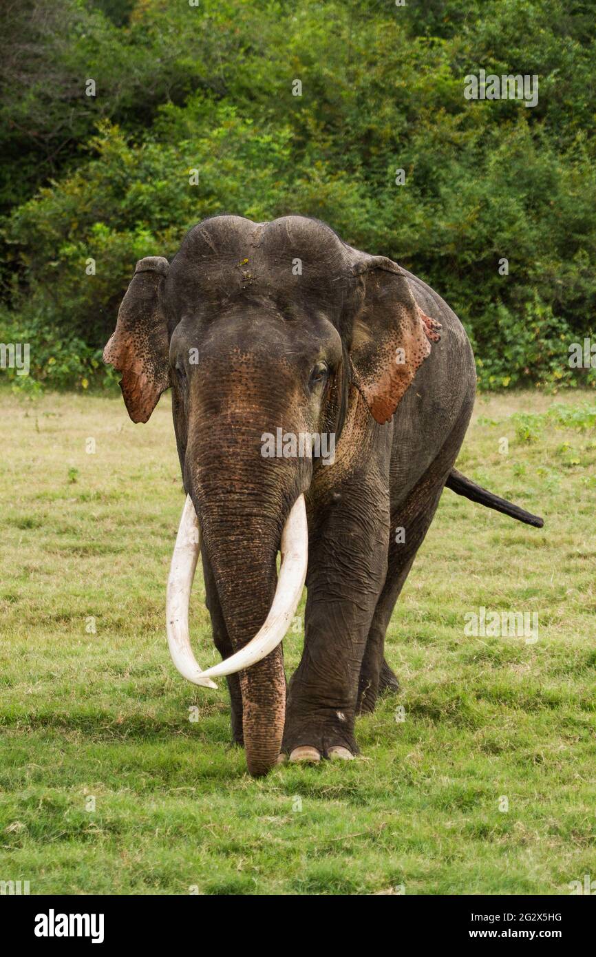 Sri Lanka, Elephant, Asian Elephant Tusker Stock Photo