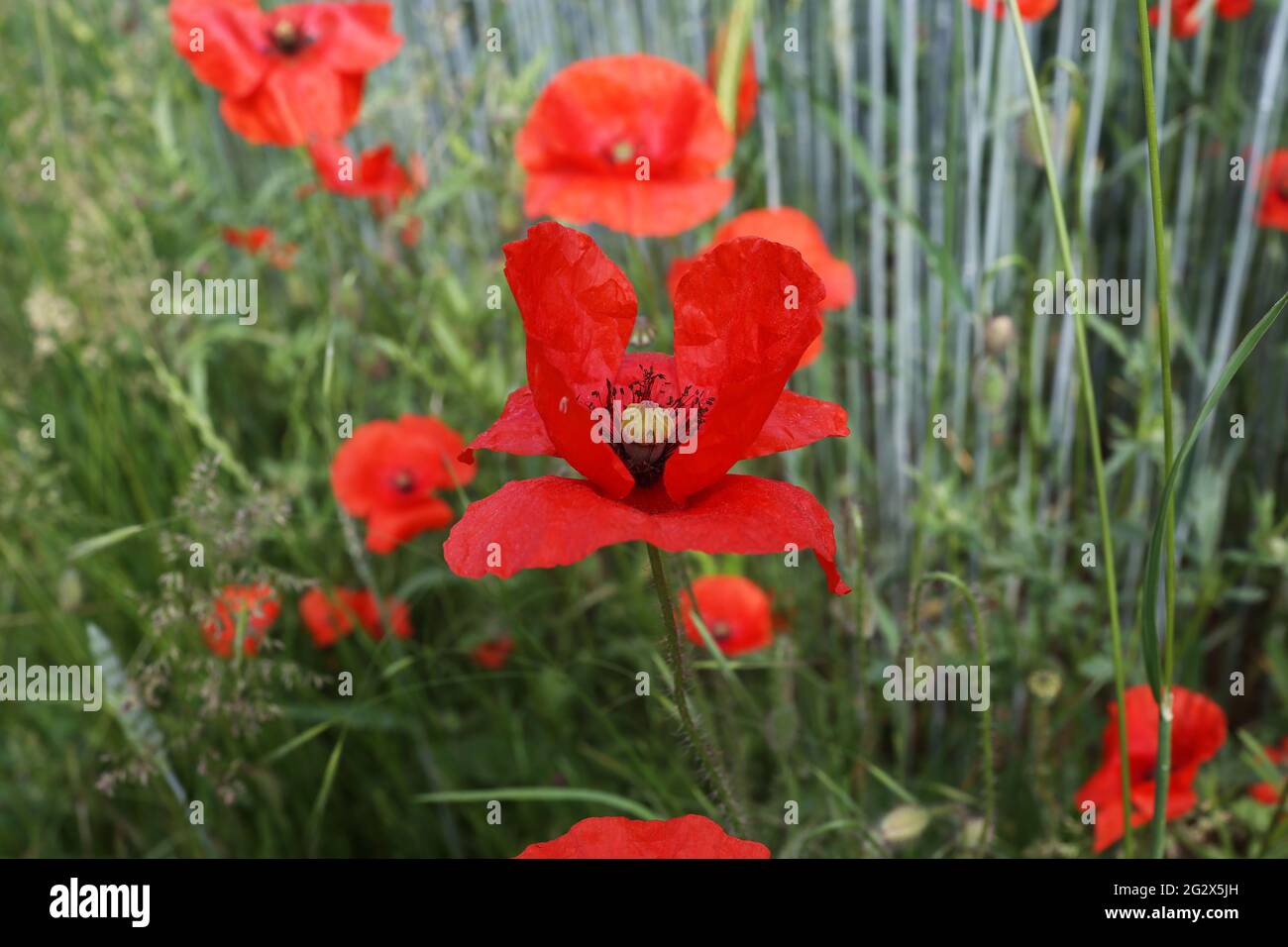 Red poppy in a field among wheat. Stock Photo