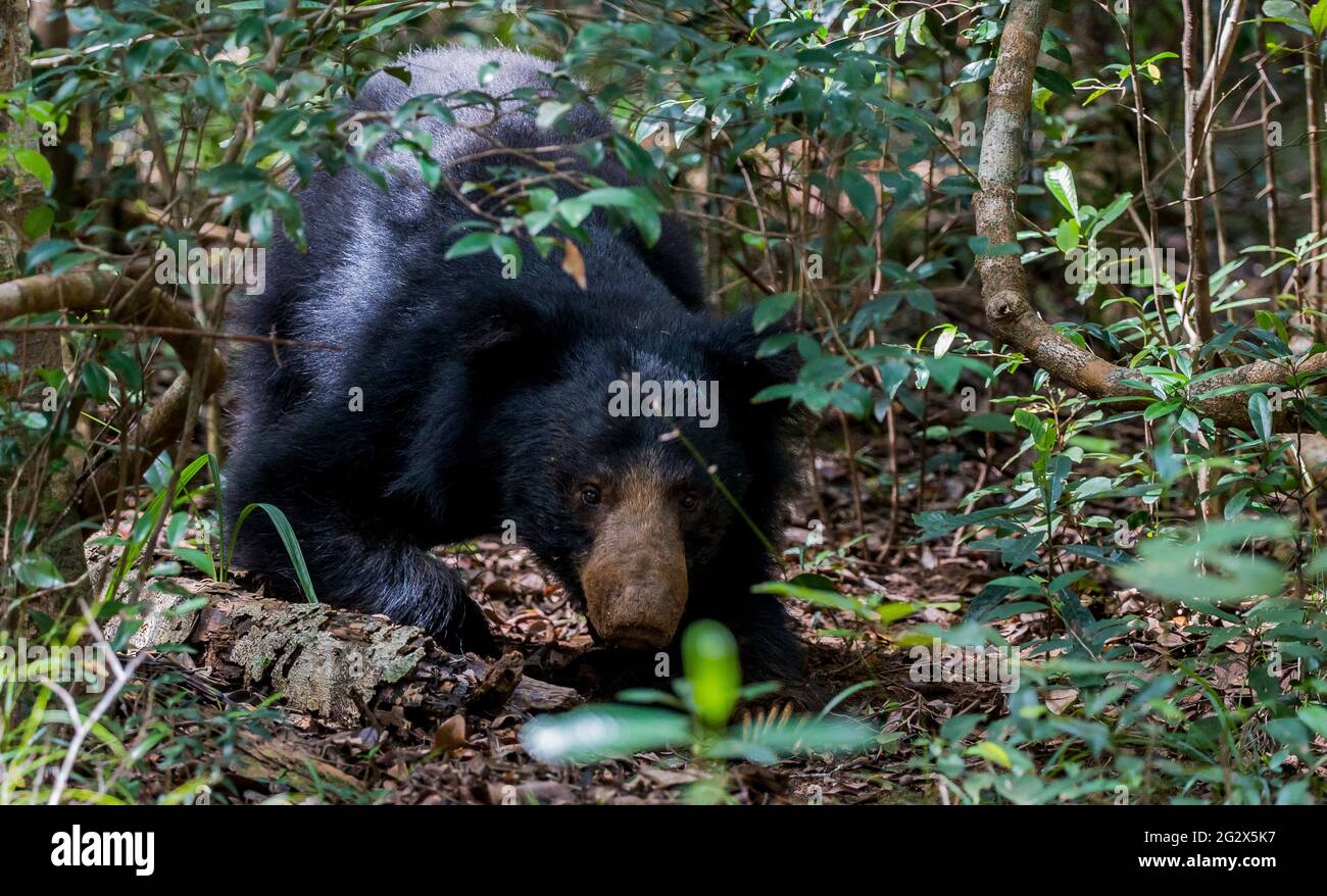 Sloth Bear, Wilpattu National Park, Sri Lanka Stock Photo