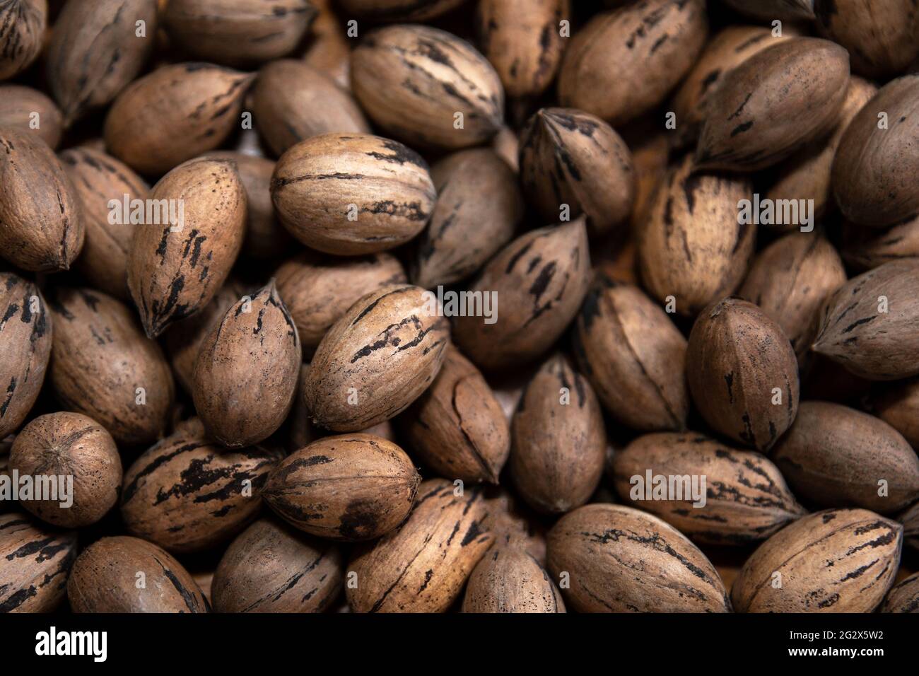Raw in shell whole Pecan nuts Stock Photo