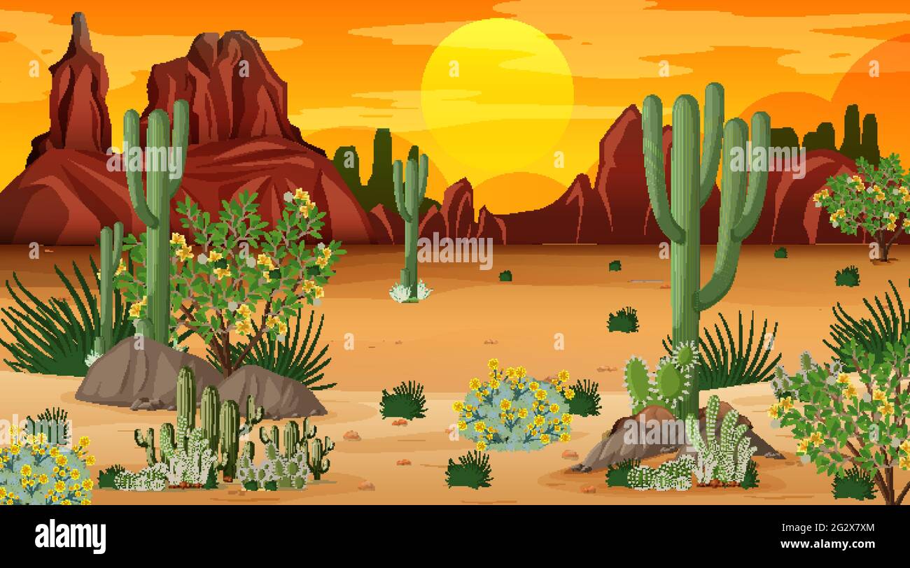 Desert forest landscape at sunset time scene with many cactuses ...