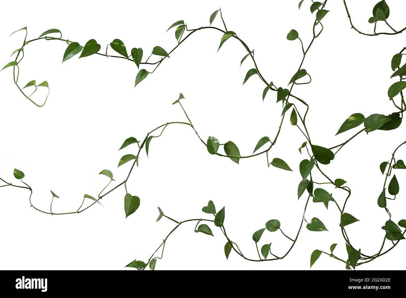 Green long weaving plant on a white background Stock Photo
