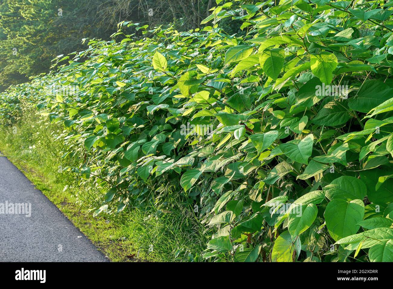 Japanese knotweed, Asian knotweed (Reynoutria japonica) Stock Photo