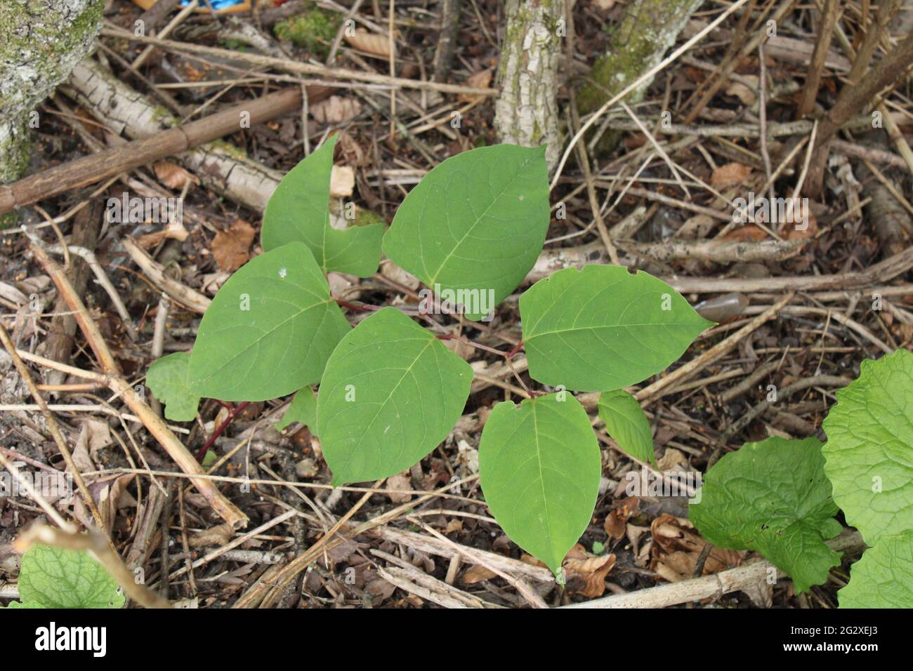Japanese Knotweed leaves. Latin name Fallopia japonica Stock Photo