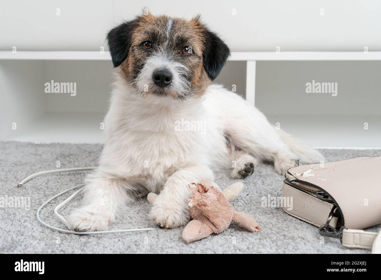 Are Jack Russell Bad Dogs