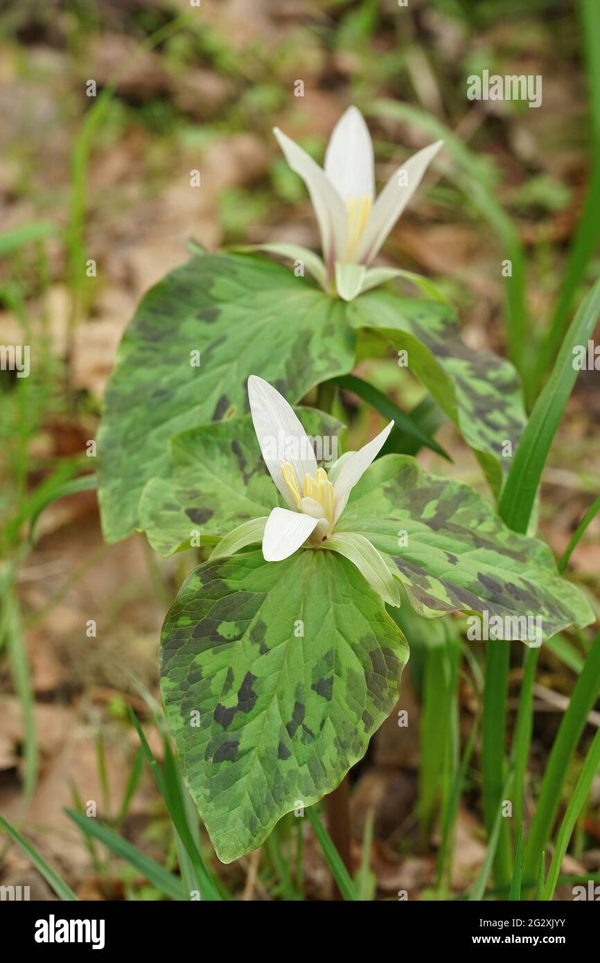 A selective focus shot of Trillium albidum, also known as giant white wakerobin in South Oregon Stock Photo