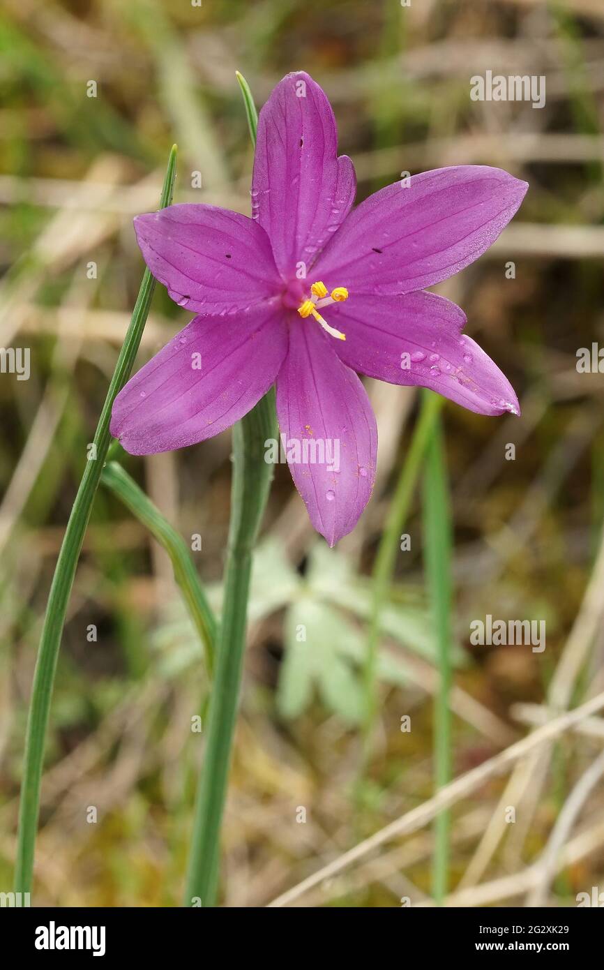 A selective focus shot of Douglas' grasswidow or satin flower in North  Oregon Stock Photo - Alamy