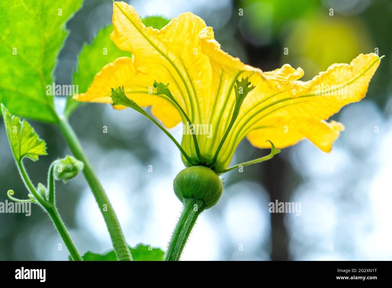 The gourd flowers that bloom in the garden after the flowers are pollinated will produce fruit. This is a good vegetarian food for human health Stock Photo