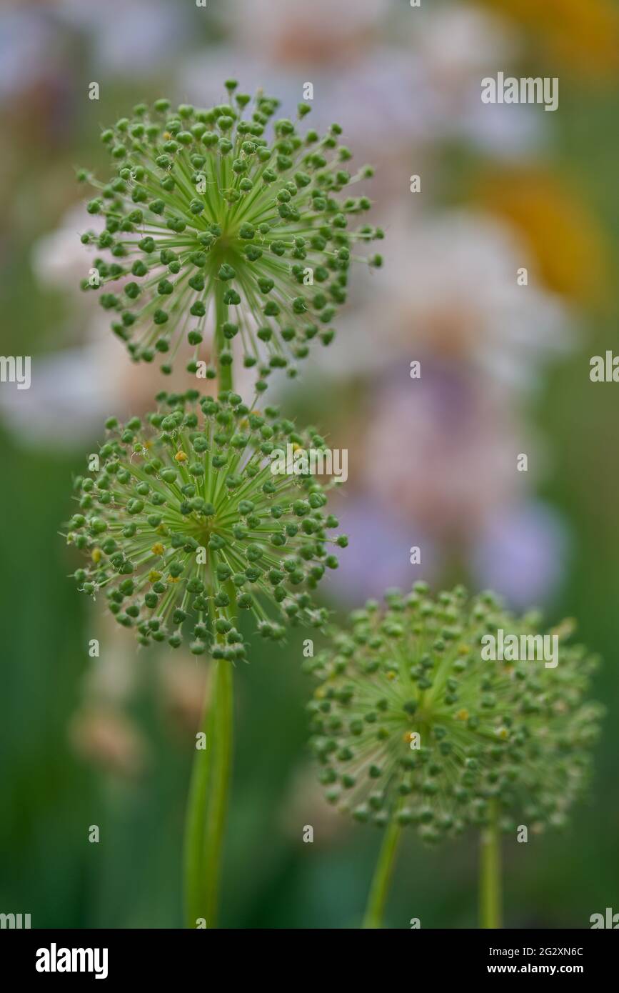 Giant garlic flower flowers close up Allium giganteum Stock Photo Alamy