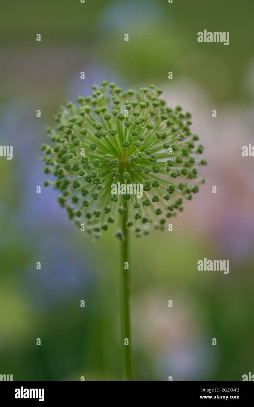 Giant garlic flower flowers close up Allium giganteum Stock Photo Alamy