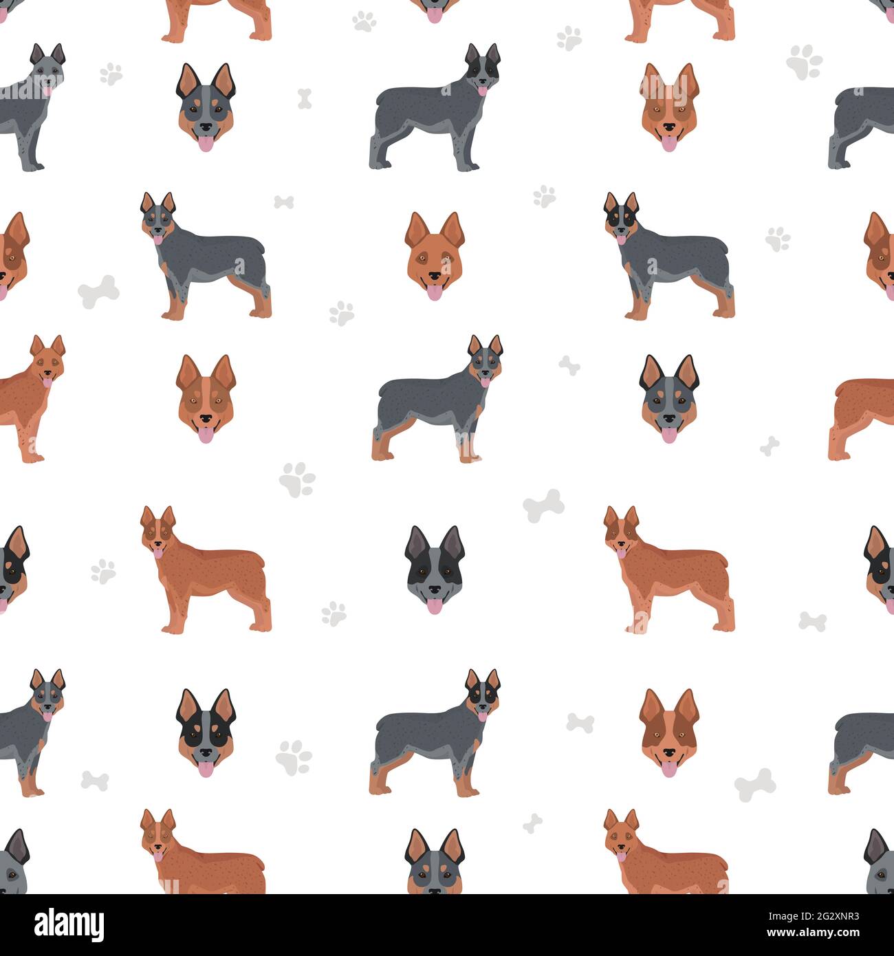 Australian stumpy tail cattle dog all colours seamless pattern