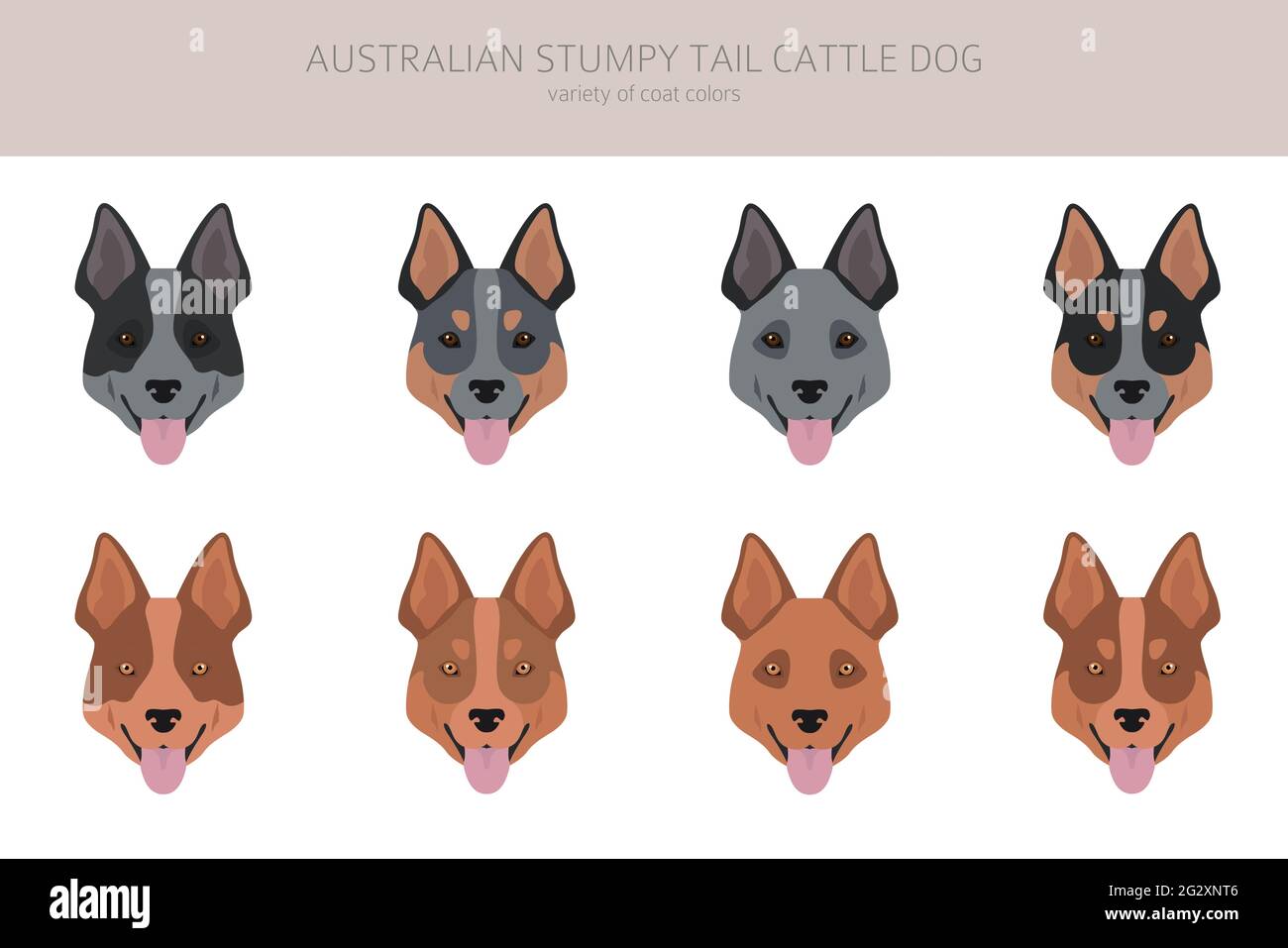 australian stumpy tail cattle dog is a mixed breed