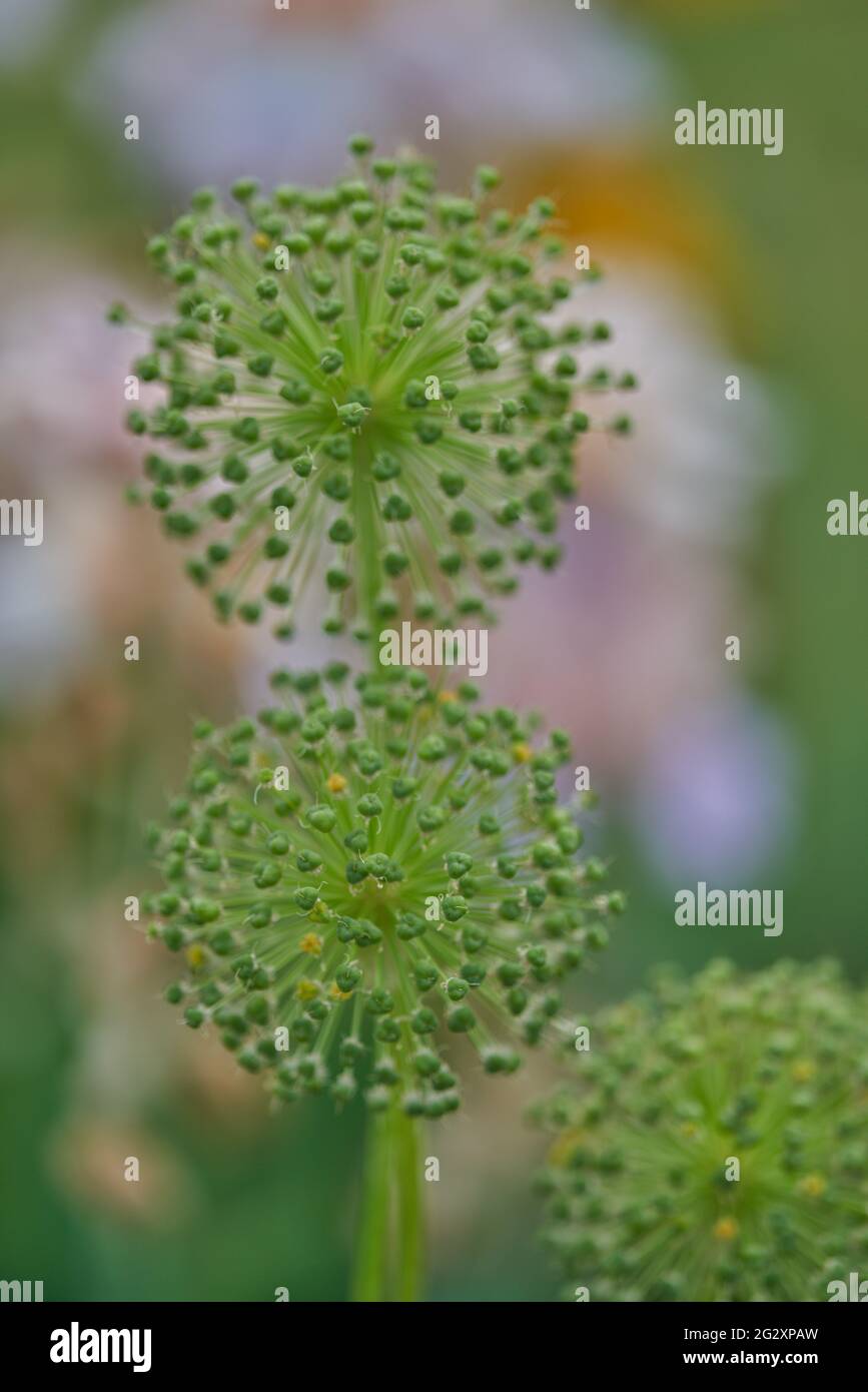 Giant garlic flower flowers close up Allium giganteum Stock Photo Alamy