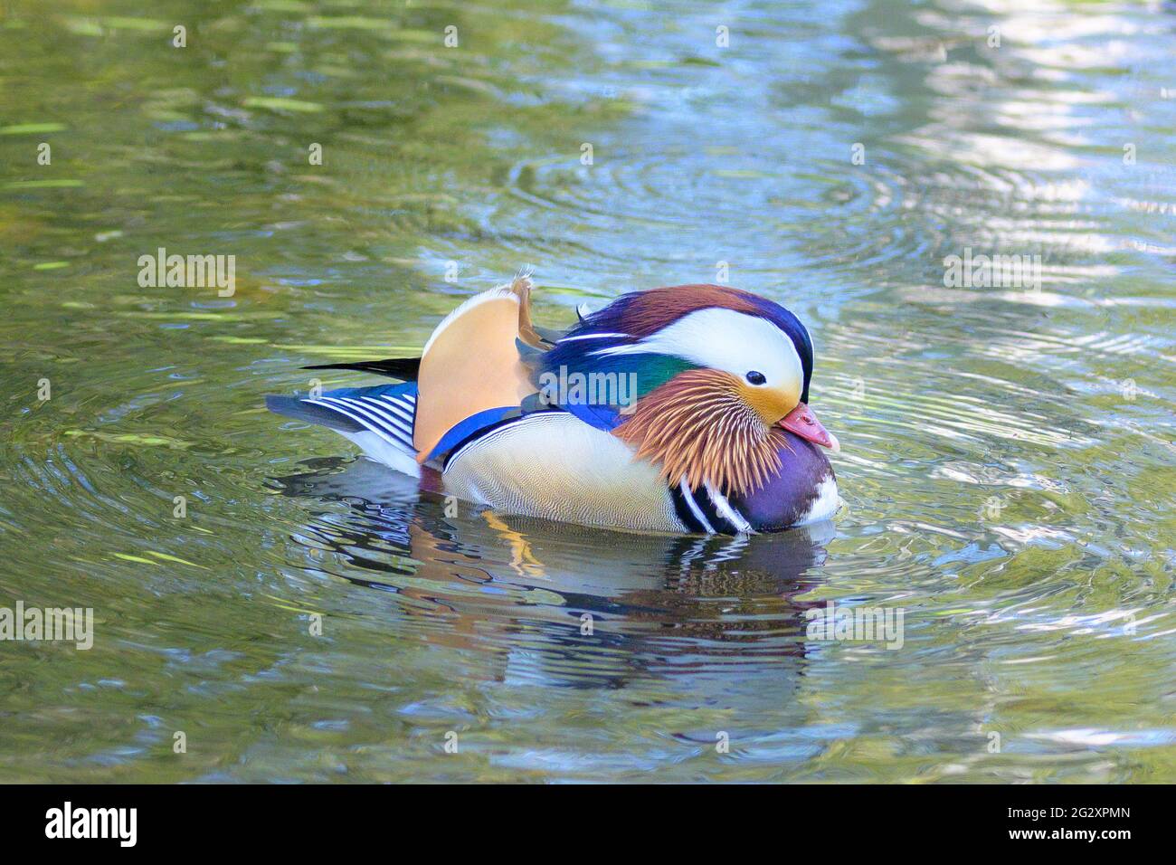 Colorful male Mandarin duck swimming in a pond, an East Palearctic perching duck with striking plumage Stock Photo
