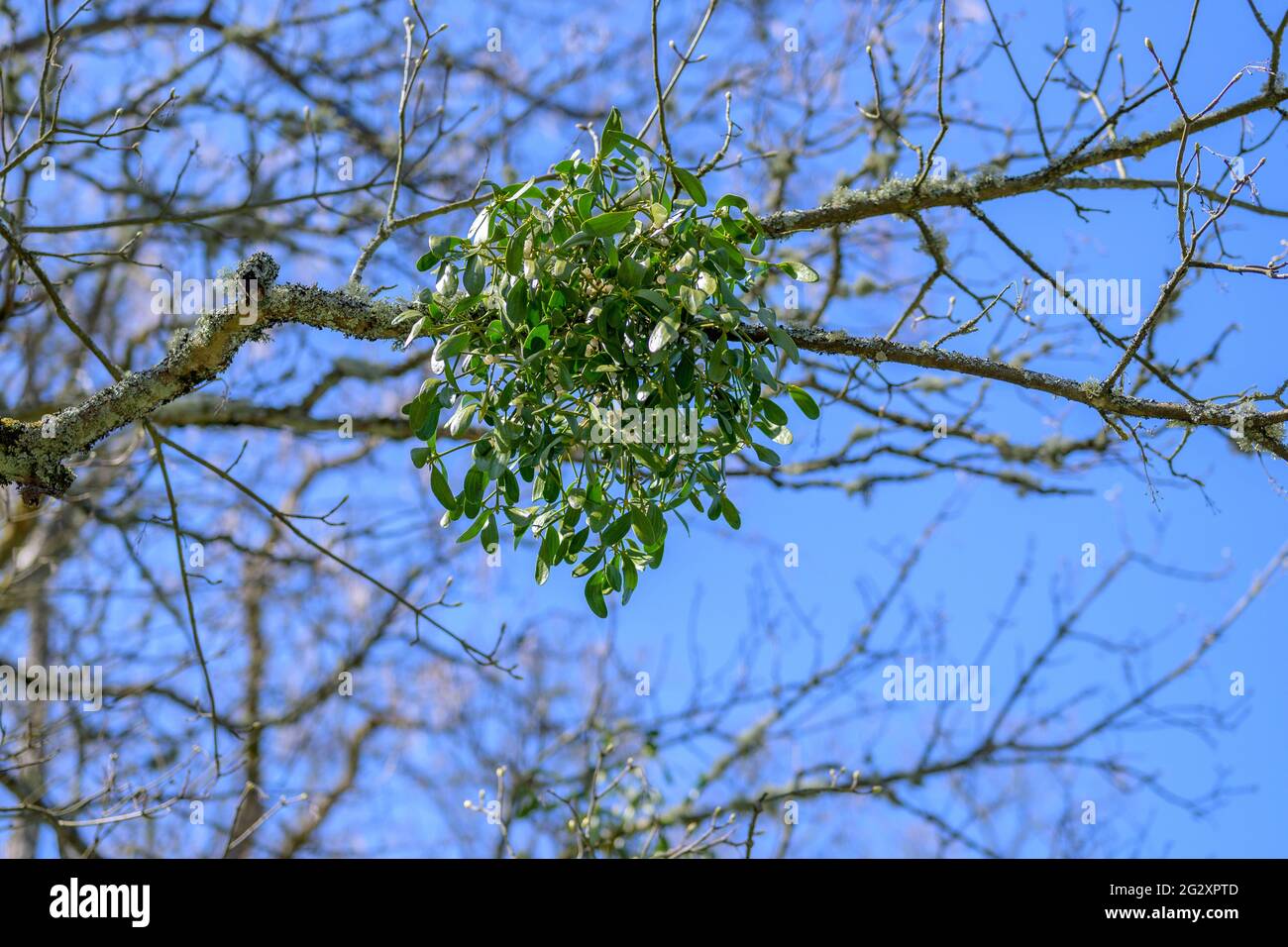 Bunch of Mistletoe in winter, an obligate hemiparasitic plant in the order Santalales, attached to a host tree from which it draws nutrients Stock Photo