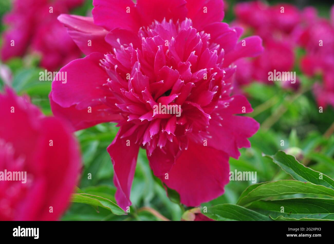 Blooming of peonies bushes in the garden in summer.Natural background copy space Stock Photo