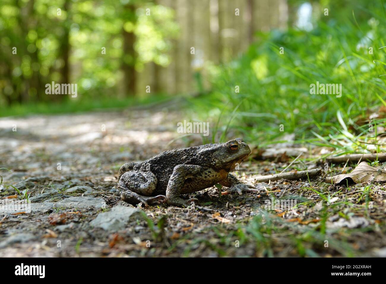 Frosch , Frog Stock Photo
