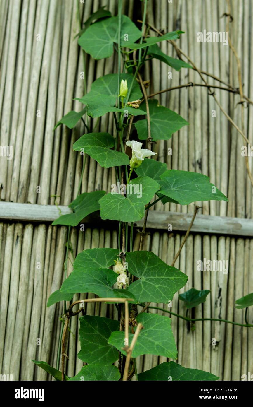 Coccinia grandis Ivy gourd is a wild plant. The leaves, root, and fruit are used to make medicine also called Creeping-cucumber growing on jute stick Stock Photo