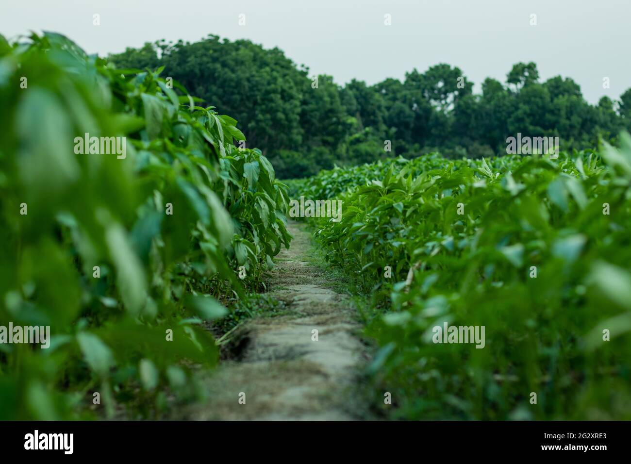 Jute plant the green nature and the Jute is a natural fiber popularly