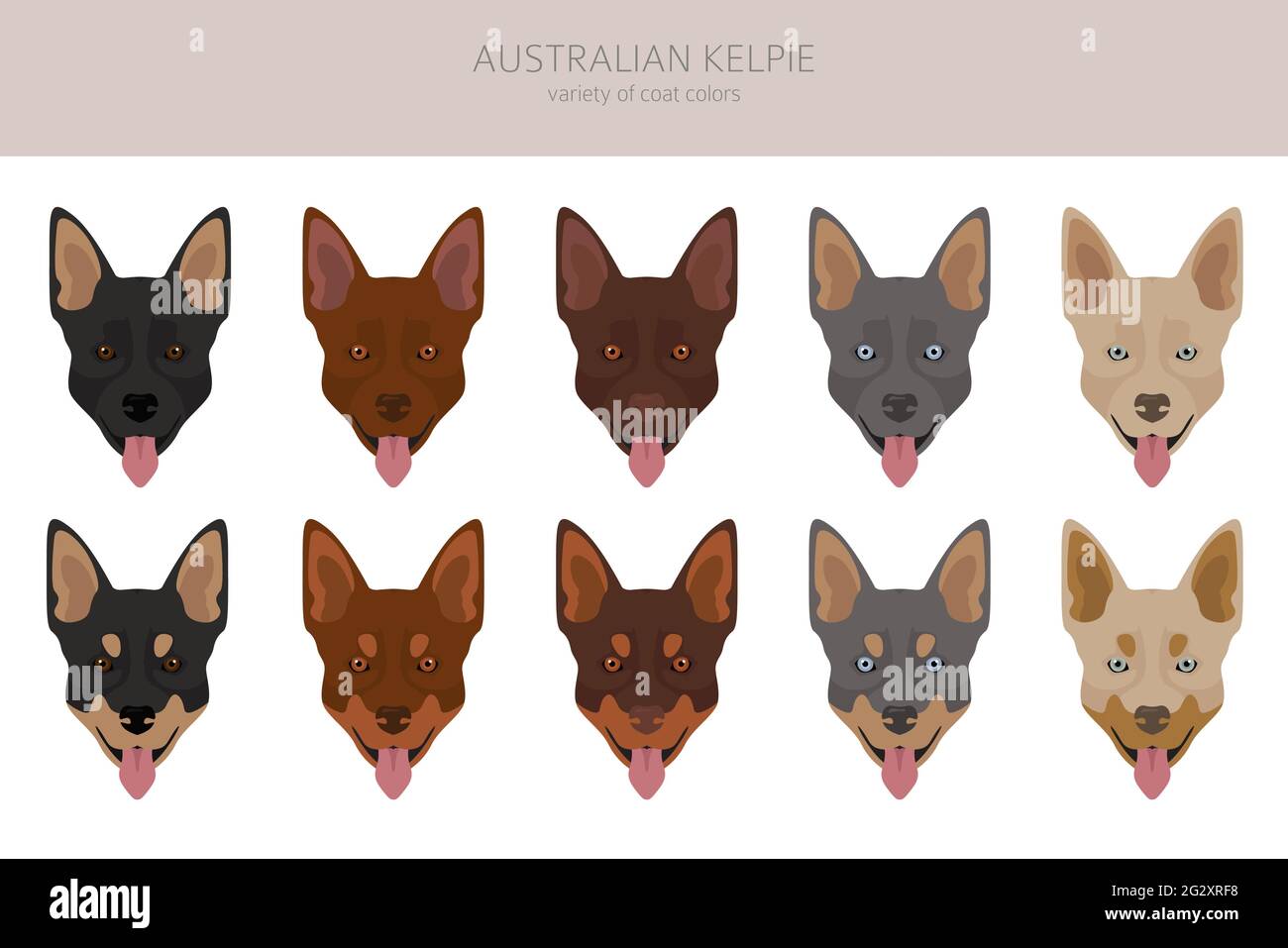 Australian kelpie all colours clipart. Different coat colors and poses set.  Vector illustration Stock Vector