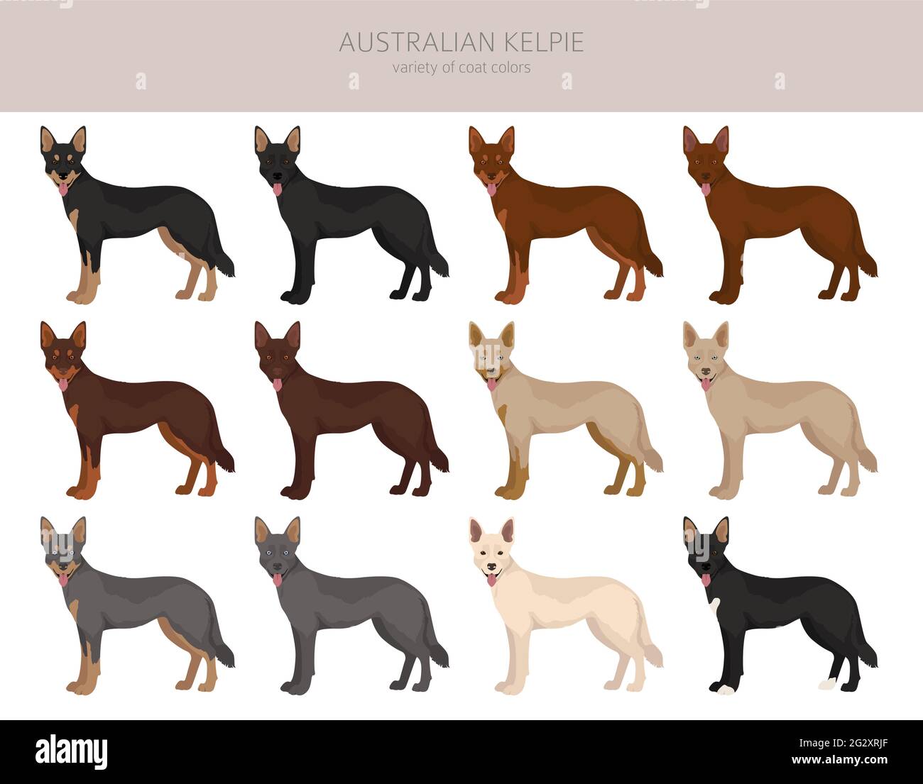 Australian kelpie all colours clipart. Different coat colors and poses set.  Vector illustration Stock Vector