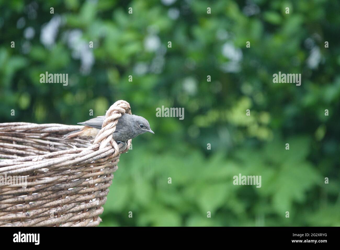 Vogel , Bird Stock Photo