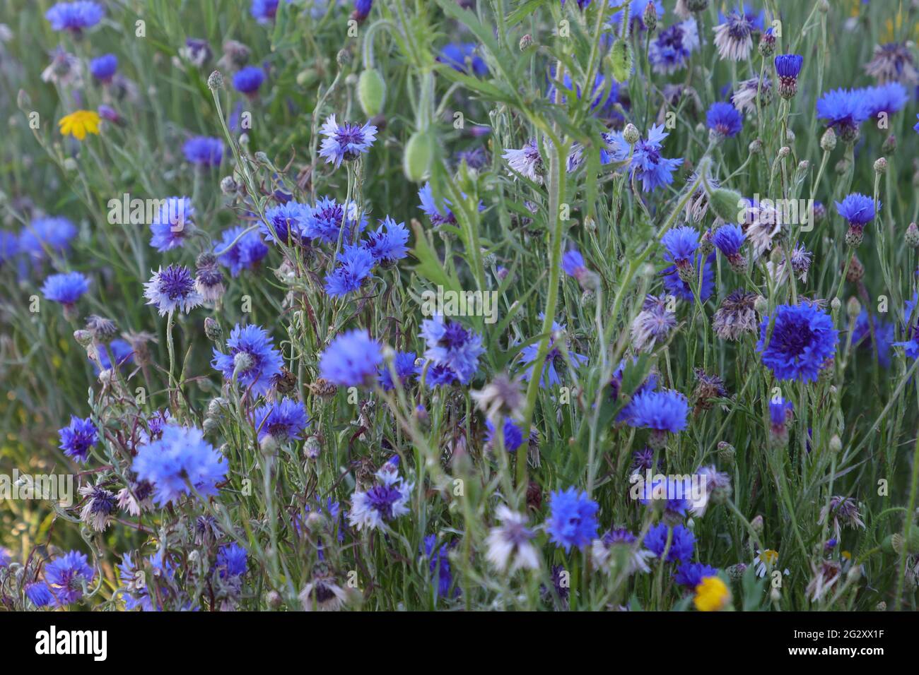 Cornflower native uk centaurea cyanus hires stock photography and