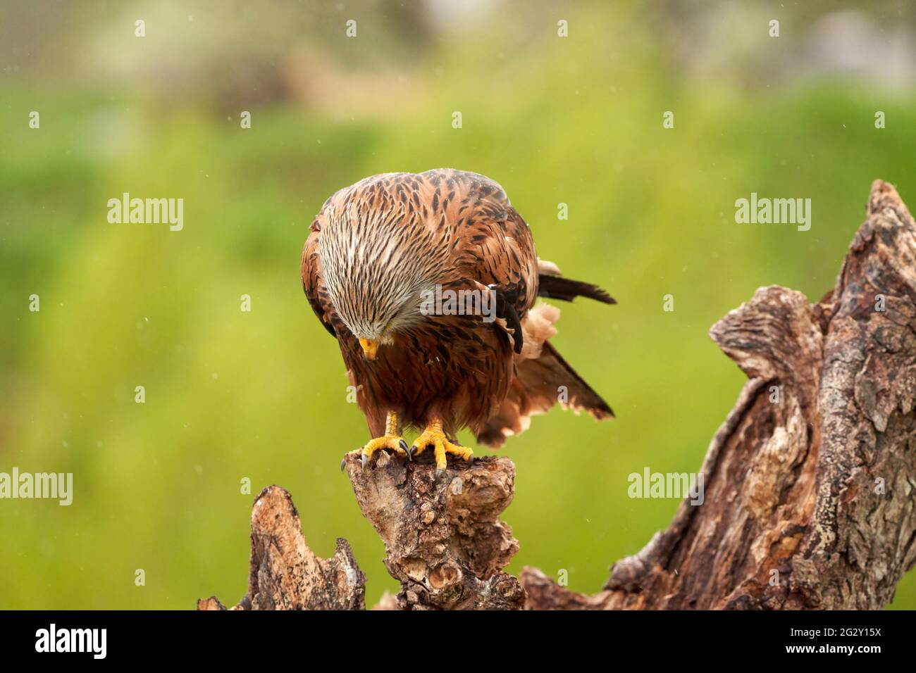 Red kite, bird of prey portrait. The bird is sitting on a stump. Ready