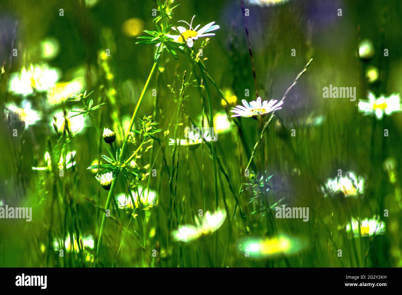 Enjoy nature : White love Stock Photo