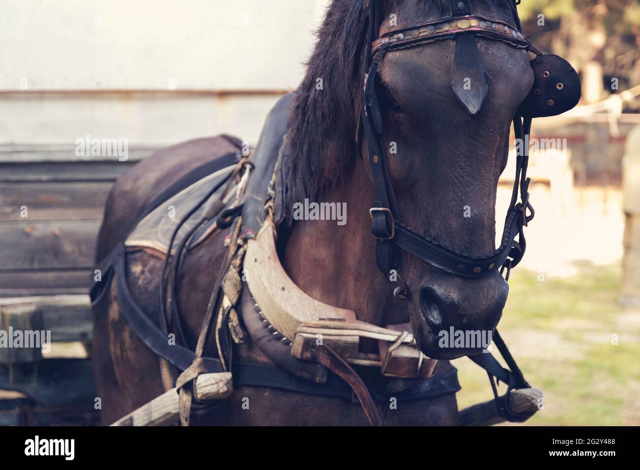 A tired and neglected horse used to carry loads. Horse Cart Stock Photo