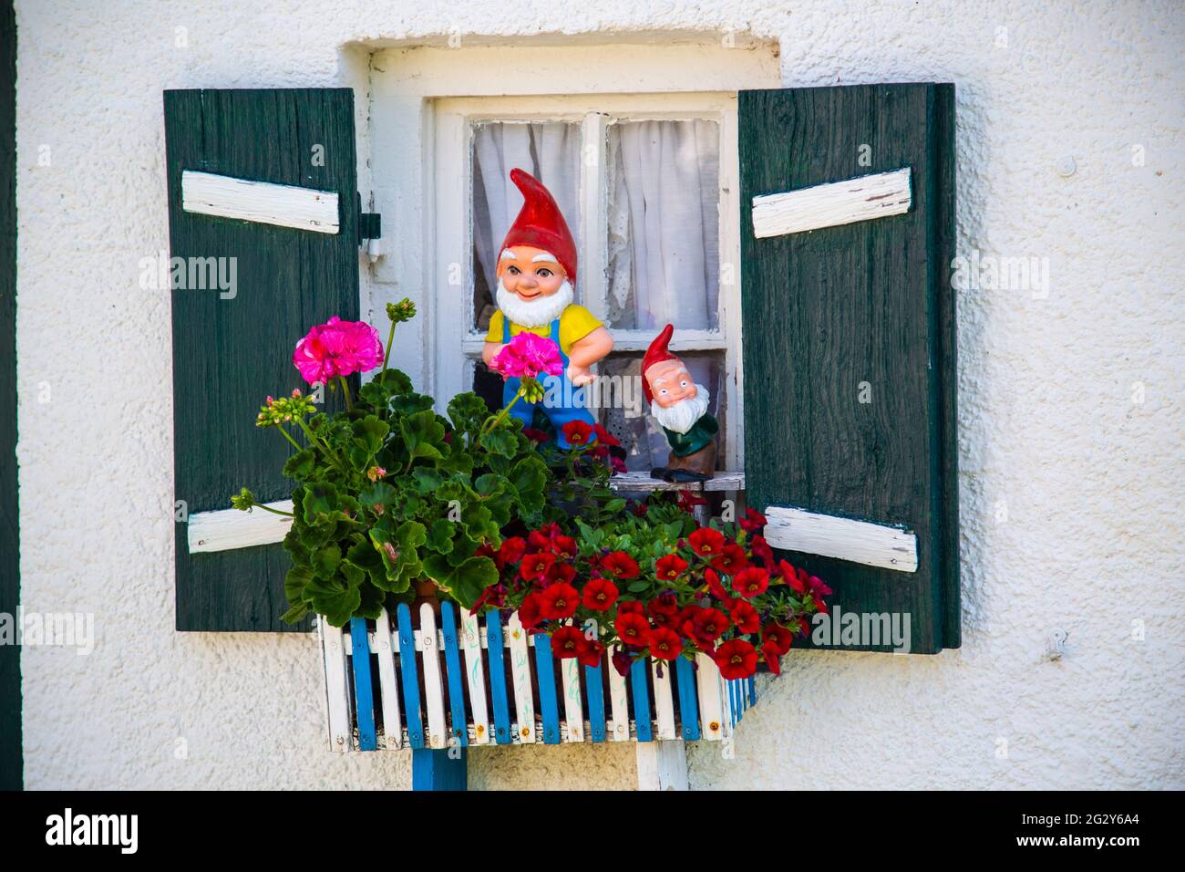 Garden gnome at the window, funny garden gnome Stock Photo