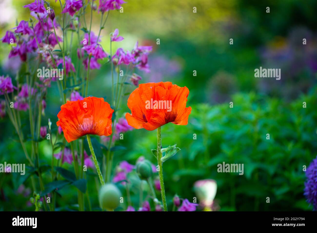Poppies in wildflower border hi-res stock photography and images - Alamy