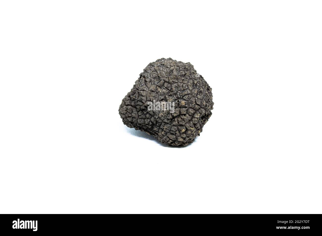 a single black truffle, tuber aestivum, photographed on a white background Stock Photo