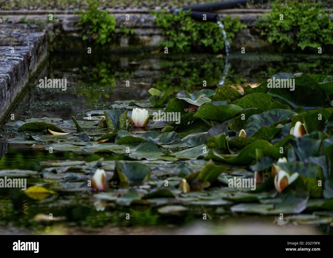 Closeup shot water plants hi-res stock photography and images - Alamy