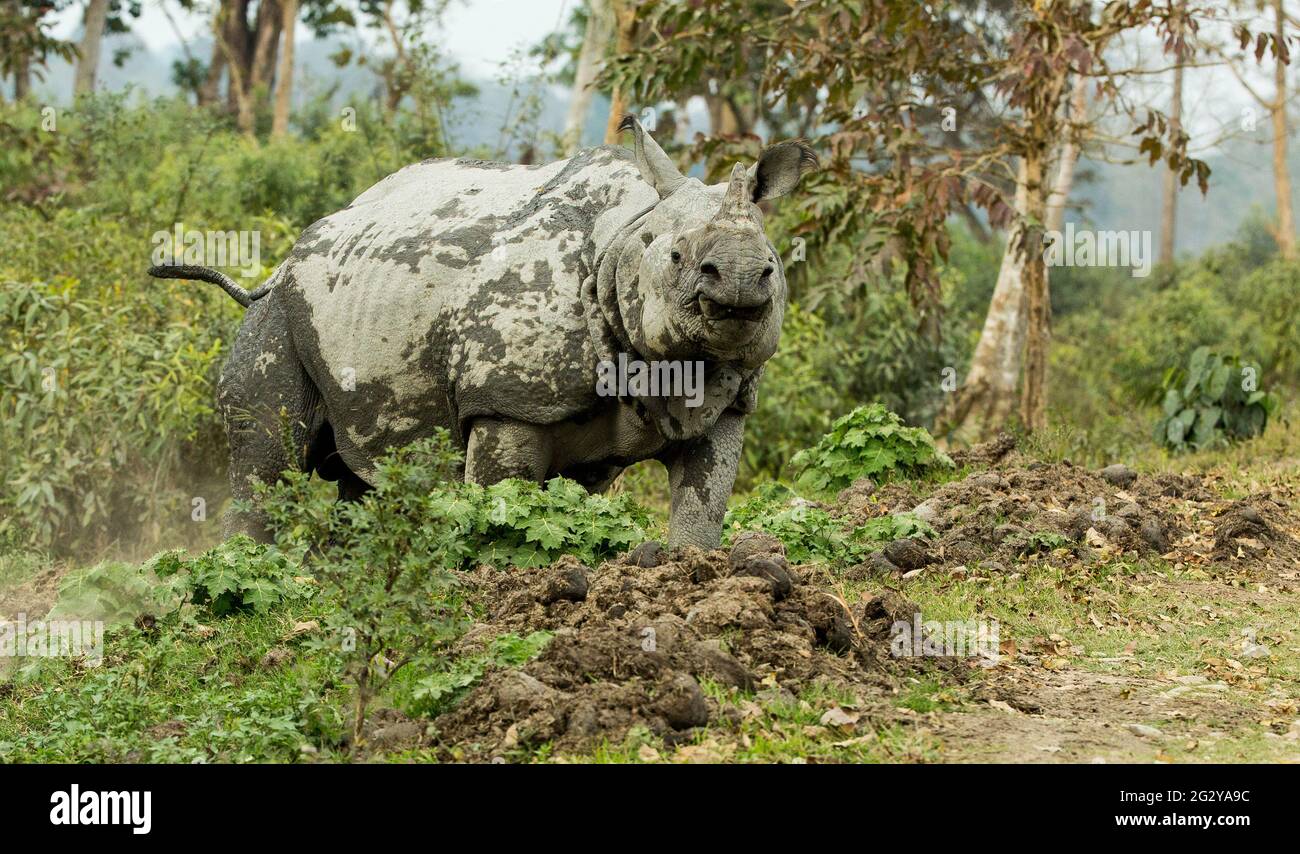 Great Indian One Horned Rhinoceroses, Kaziranga National Park, Assam India Stock Photo