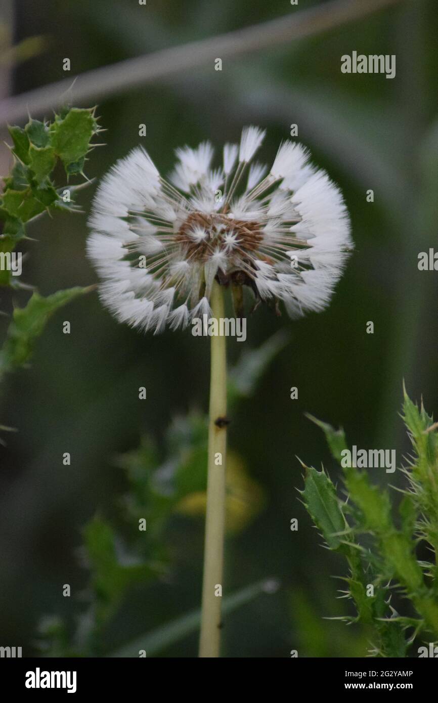 Dandelion Seed Head Stock Photo